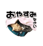 るぅ。の 毎日使える ゆかいな仲間たち（個別スタンプ：6）