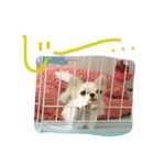 ちわわんコ（個別スタンプ：6）