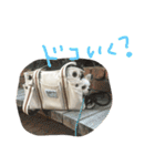 ちわわんコ（個別スタンプ：15）