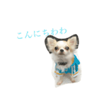 ちわわんコ（個別スタンプ：16）