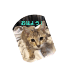 もりりんーもんろー（個別スタンプ：7）