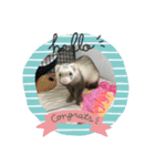 フェレット さくらちゃん（個別スタンプ：1）