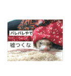 フェレット さくらちゃん（個別スタンプ：4）