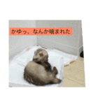 フェレット さくらちゃん（個別スタンプ：5）