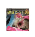 フェレット さくらちゃん（個別スタンプ：8）