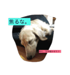 フェレット さくらちゃん（個別スタンプ：10）