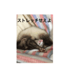 フェレット さくらちゃん（個別スタンプ：11）