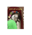 フェレット さくらちゃん（個別スタンプ：12）