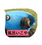 フェレット さくらちゃん（個別スタンプ：13）