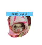 フェレット さくらちゃん（個別スタンプ：16）