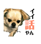 リッツ 3（個別スタンプ：5）