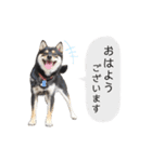 黒柴犬天ちゃんの日常（個別スタンプ：1）