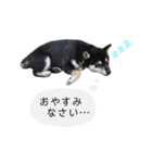 黒柴犬天ちゃんの日常（個別スタンプ：2）