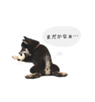 黒柴犬天ちゃんの日常（個別スタンプ：3）
