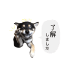 黒柴犬天ちゃんの日常（個別スタンプ：4）