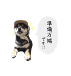 黒柴犬天ちゃんの日常（個別スタンプ：5）