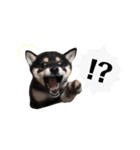 黒柴犬天ちゃんの日常（個別スタンプ：6）