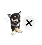 黒柴犬天ちゃんの日常（個別スタンプ：7）
