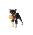 黒柴犬天ちゃんの日常（個別スタンプ：9）