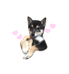 黒柴犬天ちゃんの日常（個別スタンプ：10）