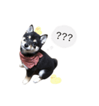 黒柴犬天ちゃんの日常（個別スタンプ：11）