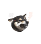 黒柴犬天ちゃんの日常（個別スタンプ：13）