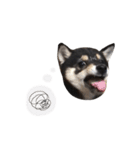 黒柴犬天ちゃんの日常（個別スタンプ：14）