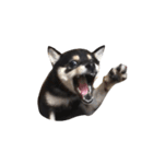 黒柴犬天ちゃんの日常（個別スタンプ：16）