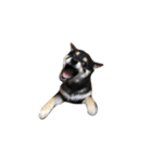 黒柴犬天ちゃんの日常（個別スタンプ：18）