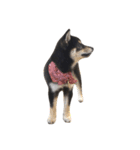 黒柴犬天ちゃんの日常（個別スタンプ：20）