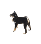 黒柴犬天ちゃんの日常（個別スタンプ：21）