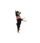 黒柴犬天ちゃんの日常（個別スタンプ：22）