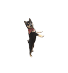 黒柴犬天ちゃんの日常（個別スタンプ：23）