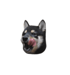 黒柴犬天ちゃんの日常（個別スタンプ：24）