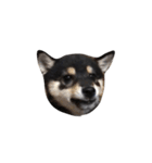 黒柴犬天ちゃんの日常（個別スタンプ：26）
