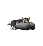 黒柴犬天ちゃんの日常（個別スタンプ：27）