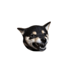 黒柴犬天ちゃんの日常（個別スタンプ：28）