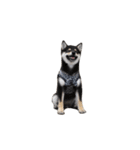 黒柴犬天ちゃんの日常（個別スタンプ：29）
