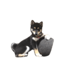 黒柴犬天ちゃんの日常（個別スタンプ：32）