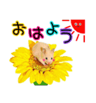 アロハム ハウス（個別スタンプ：1）