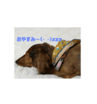 まめきちのスタンプ（個別スタンプ：2）
