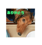 まめきちのスタンプ（個別スタンプ：4）