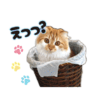小虎とプリ（個別スタンプ：2）