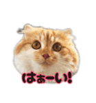 小虎とプリ（個別スタンプ：11）