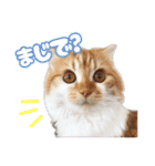 小虎とプリ（個別スタンプ：12）