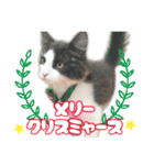 小虎とプリ（個別スタンプ：19）