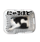 小虎とプリ（個別スタンプ：24）