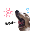 ゴールデンレトリバー りく（個別スタンプ：3）