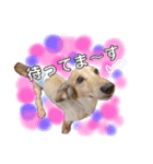 ぐぅーたん♡日常スタンプ（個別スタンプ：12）