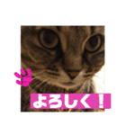 ちょぼマロ（個別スタンプ：3）